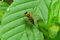Chrysopilus ornatus