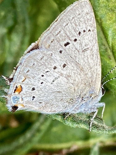 iNaturalist observation photo of Dryope Hairstreak
