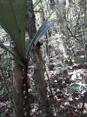 Sapotaceae