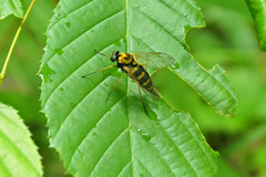 Chrysopilus ornatus