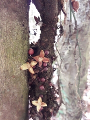 Sapotaceae