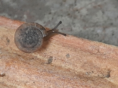 Polygyra cereolus