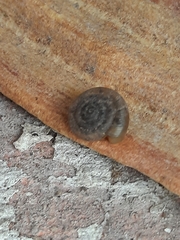 Polygyra cereolus