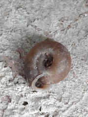 Polygyra cereolus
