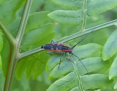 Saperda lateralis