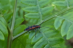 Saperda lateralis