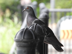 Columba livia domestica