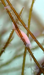 Vorticeros praedatorium