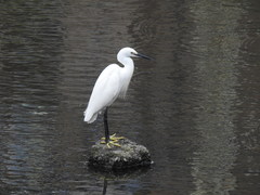 Egretta garzetta