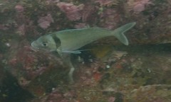 Nemadactylus macropterus