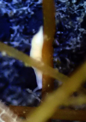 Vorticeros praedatorium