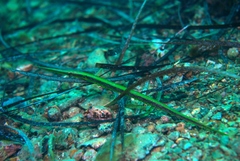 Siphonognathus argyrophanes