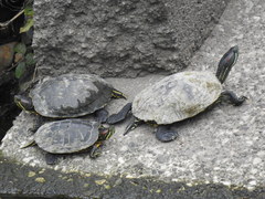 Trachemys scripta elegans