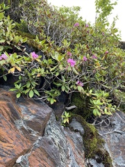 Rhododendron smokianum
