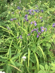 Iris setosa interior