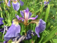 Iris setosa interior