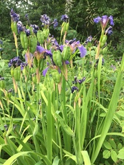 Iris setosa interior