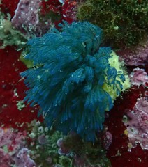 Virididentula dentata