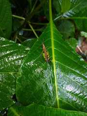 Xiphiola cyanoptera