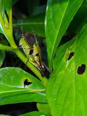 Xiphiola cyanoptera