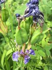 Iris setosa interior