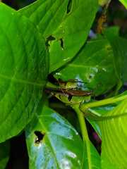 Xiphiola cyanoptera