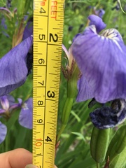 Iris setosa interior