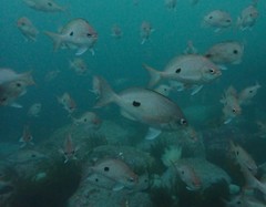 Caesioperca lepidoptera