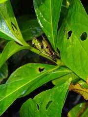 Xiphiola cyanoptera