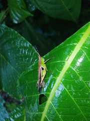 Xiphiola cyanoptera