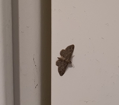 Gymnoscelis rufifasciata