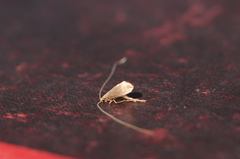 Adelidae
