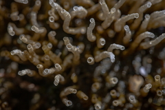 Spiochaetopterus costarum