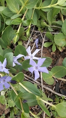 Vinca herbacea