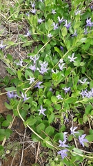 Vinca herbacea