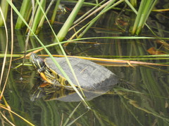 Trachemys scripta elegans