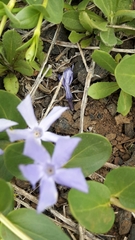 Vinca herbacea