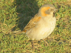 Passer rufocinctus