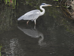 Ardea cinerea