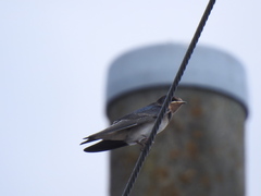 Hirundo rustica