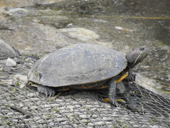 Trachemys scripta elegans