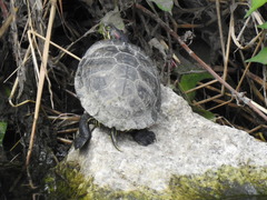 Trachemys scripta elegans
