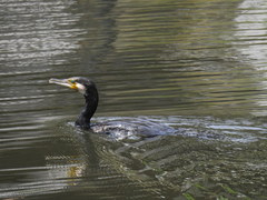 Phalacrocorax carbo