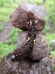 Troidini