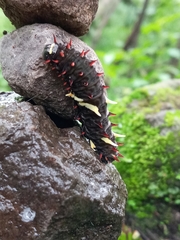 Troidini