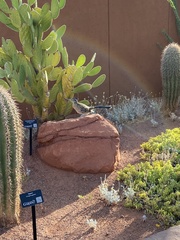 Geococcyx californianus