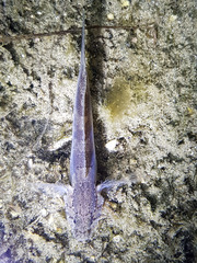 Callogobius mucosus