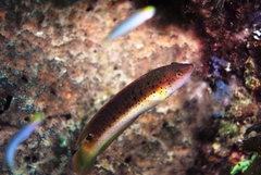 Austrolabrus maculatus