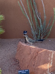 Geococcyx californianus