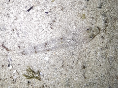 Nesogobius maccullochi